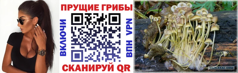 Галлюциногенные грибы MAGIC MUSHROOMS Сокол