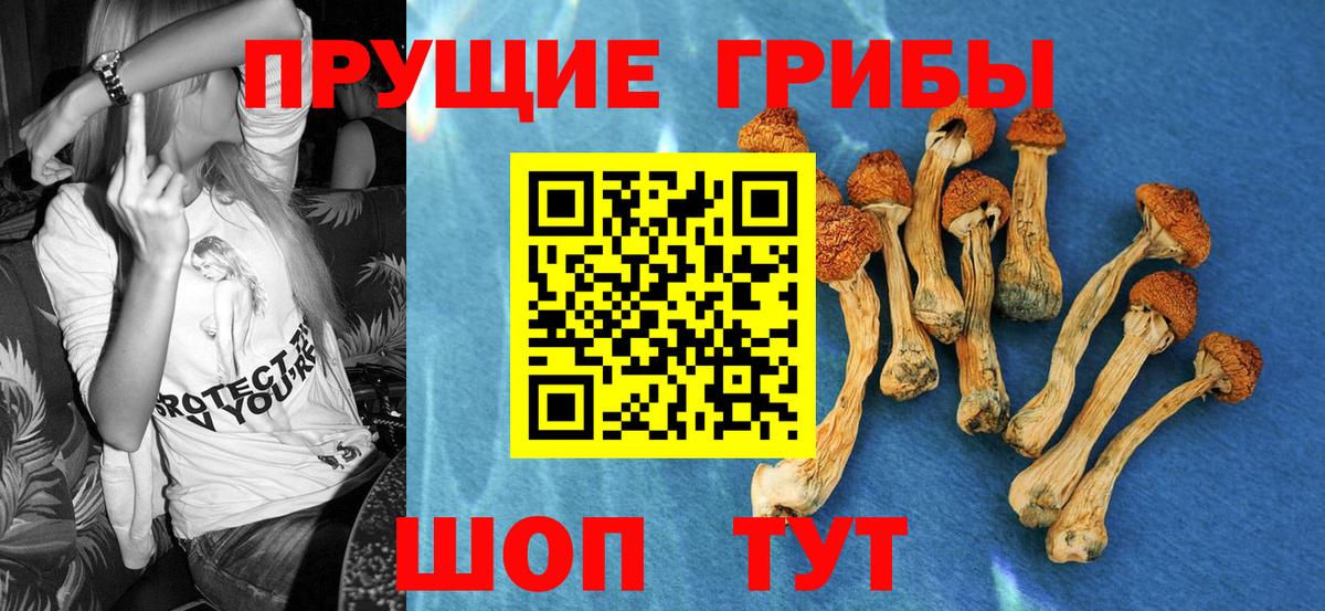 Псилоцибиновые грибы Psilocybe  Вход с VPN  Сокол  Галлюциногенные грибы мицелий 